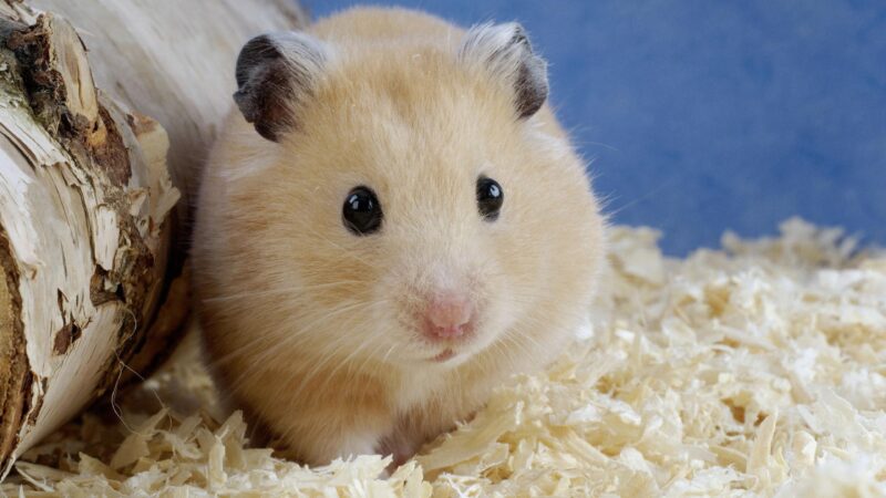 Hình ảnh chuột hamster bên gốc cây