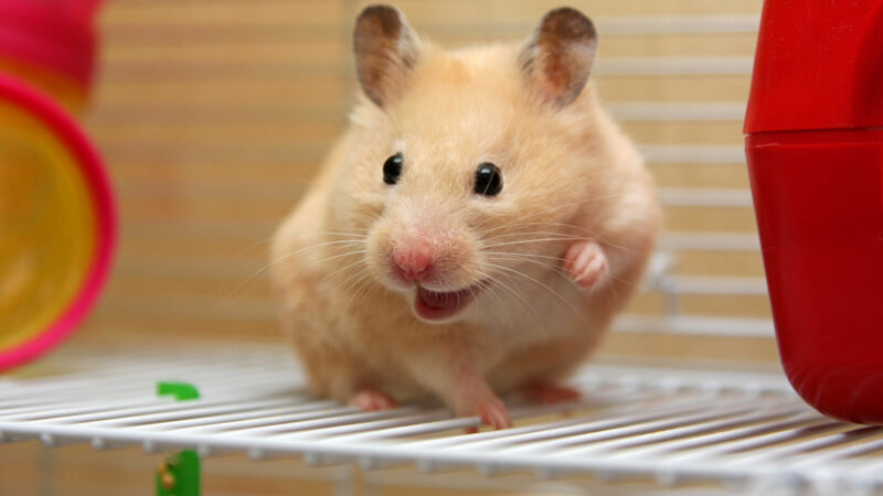 hình ảnh hamster đang chơi đùa