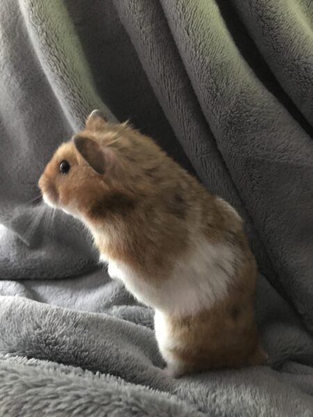 Hình ảnh chuột hamster đứng trên chăn bông