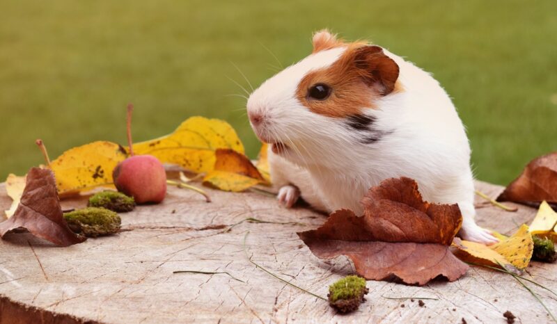 Hình ảnh chuột hamster với lá và quả mùa thu