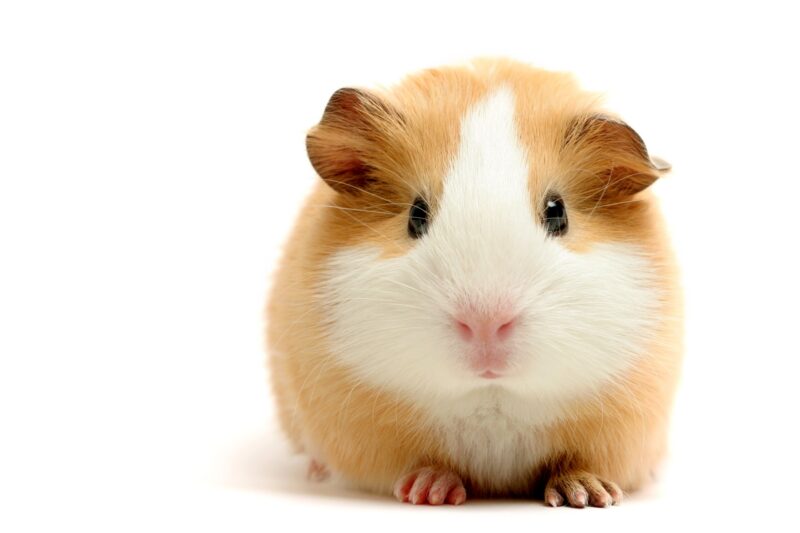 Hình ảnh chuột hamster màu nâu trắng