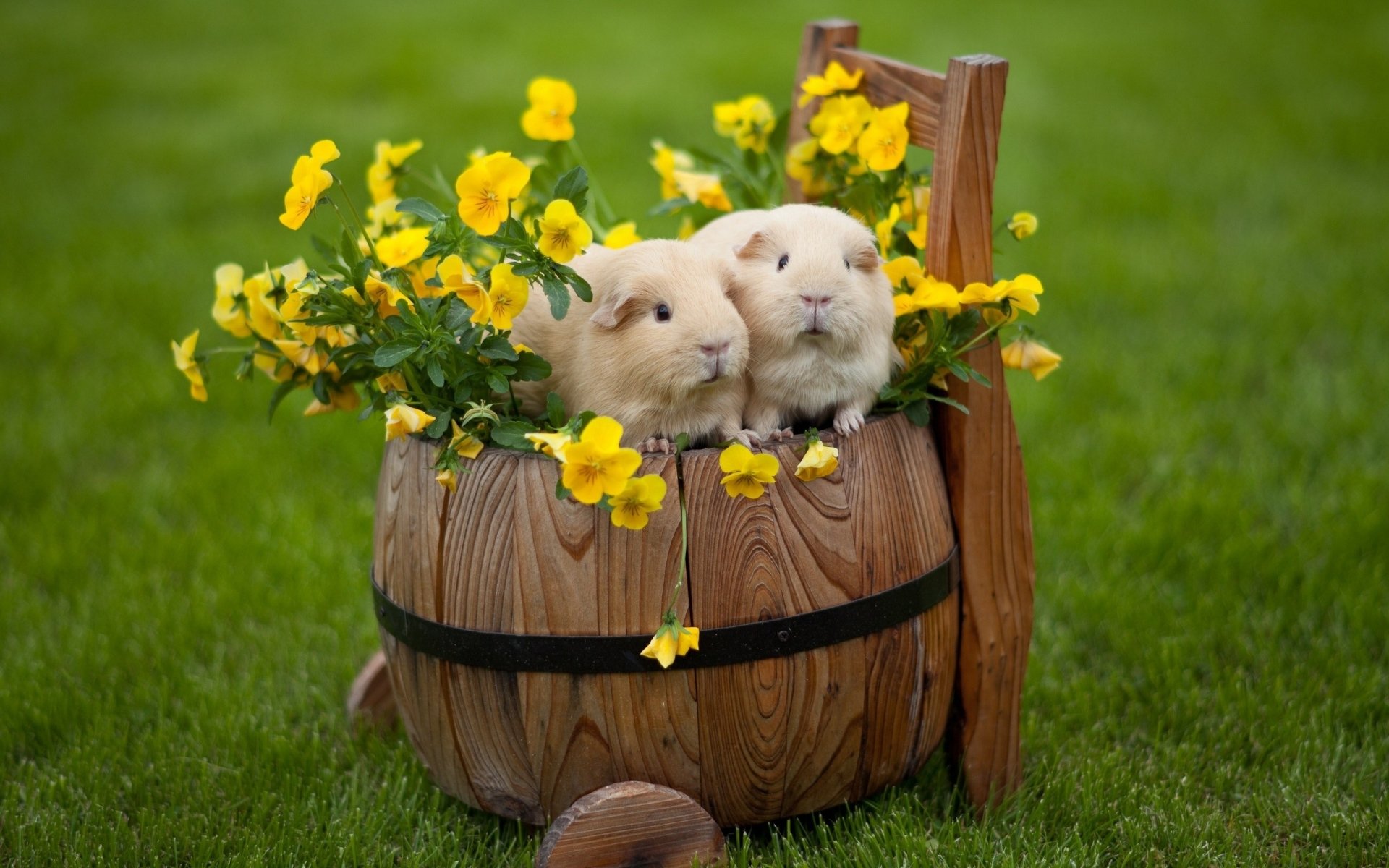 Thư giãn với hình ảnh chuột Hamster dễ thương nhất quả đất  Pet Care 24h