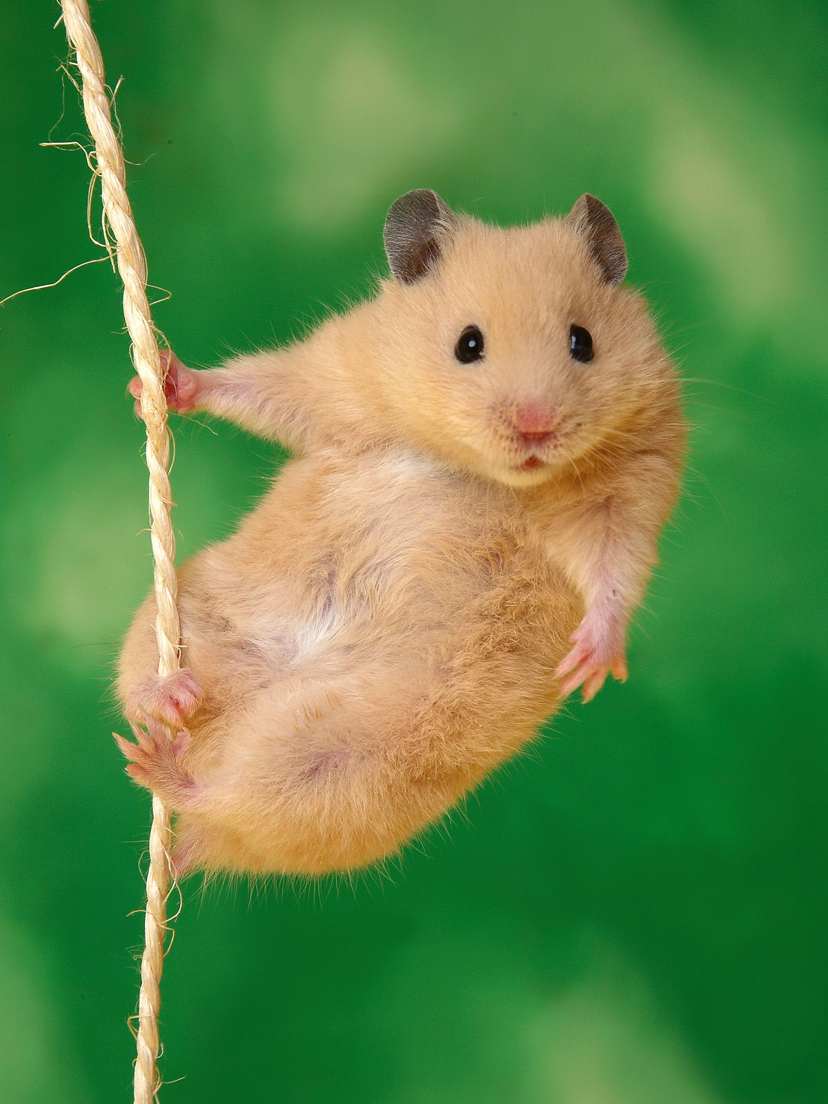 Tìm hiểu với hơn 98 ảnh hamster cute hay nhất  Tin Học Vui