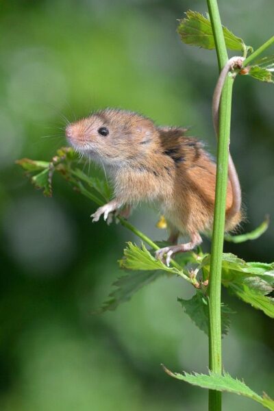 Hình ảnh chuột hamster trên cây