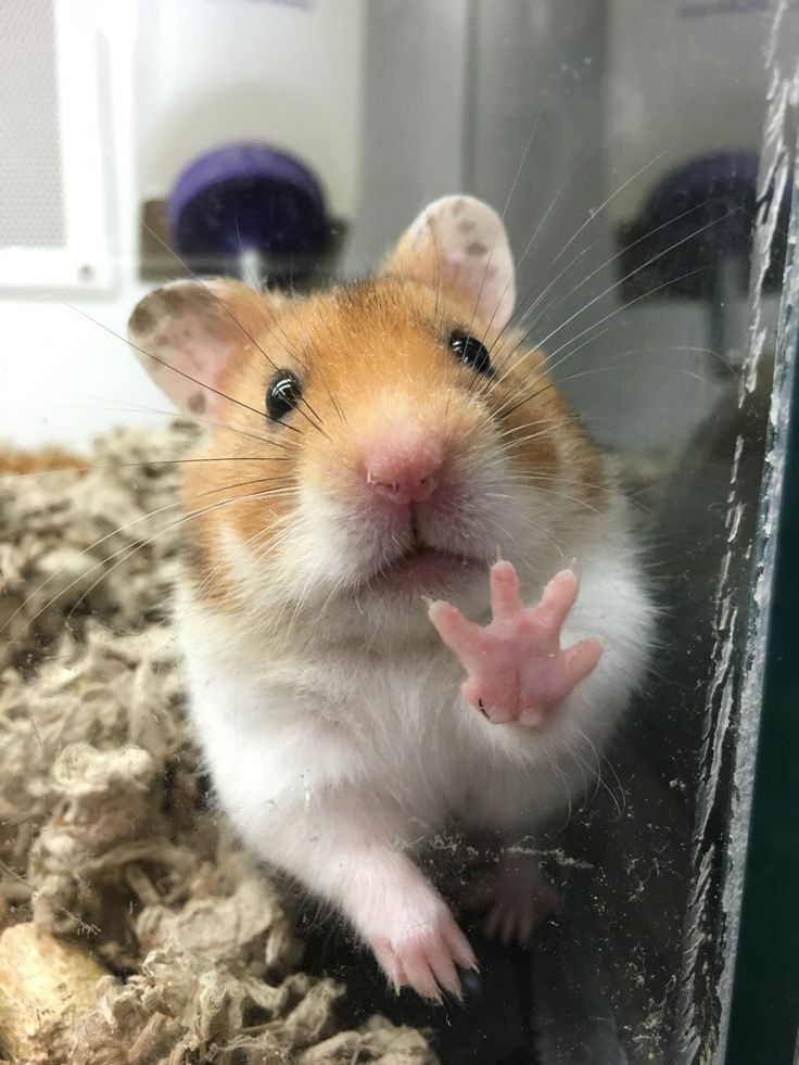 Ảnh Chuột Hamster Dễ Thương Cute Hài Hước Nhất Trường Tiểu học Thủ Lệ