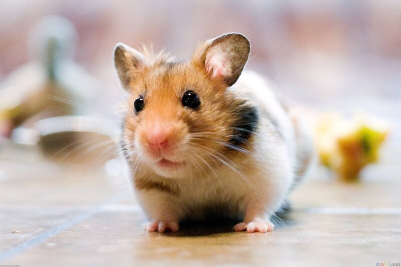 hình ảnh của một con hamster