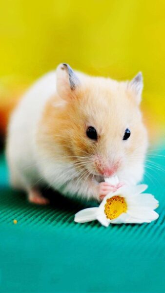 Hình ảnh chuột hamster và bông hoa