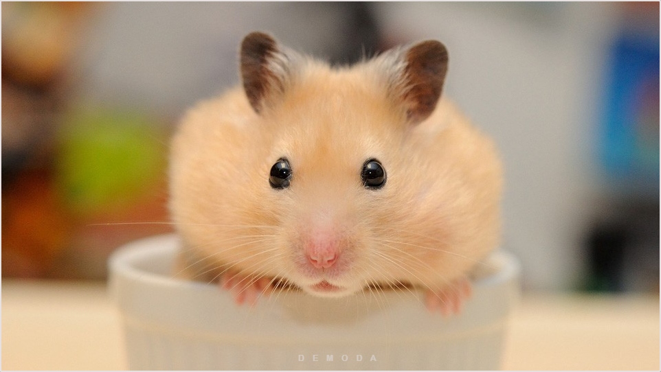 Ảnh Chuột Hamster Dễ Thương, Cute, Hài Hước Nhất