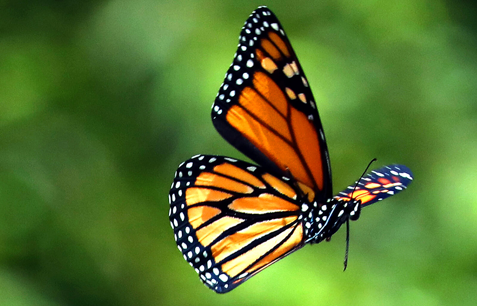 Mẫu hình xăm con bướm tuyệt đẹp đầy ý nghĩa cho bạn gái quyến rũ - GUU.vn