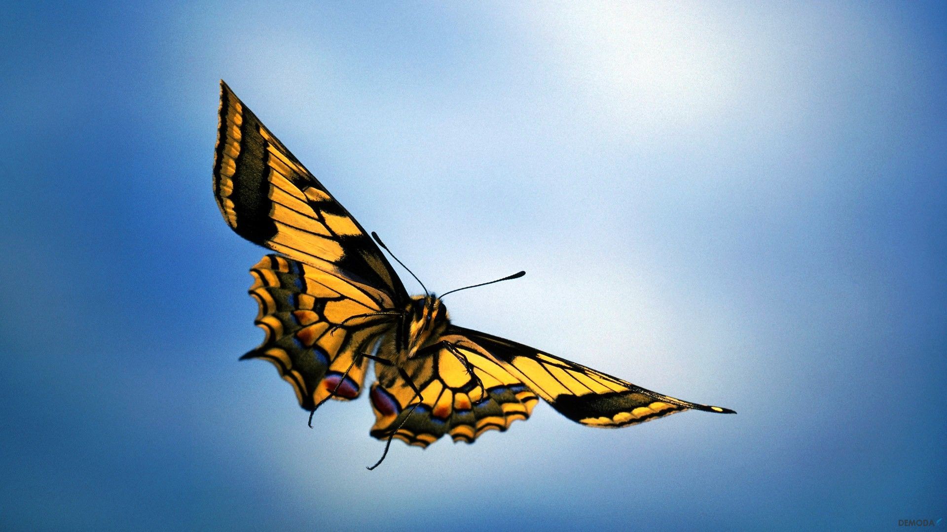 Chia sẻ hơn 112 hình vẽ con bướm đang bay hay nhất  thtantai2eduvn