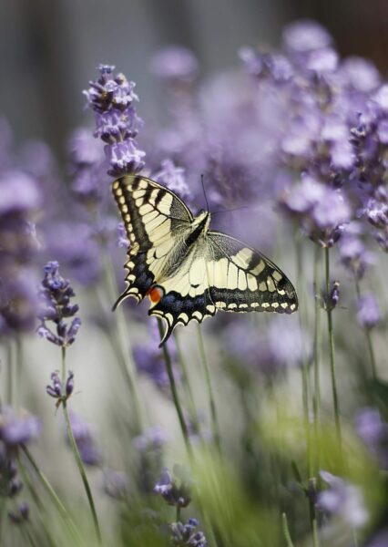 ảnh con bướm đang bay giữa rừng Lavender
