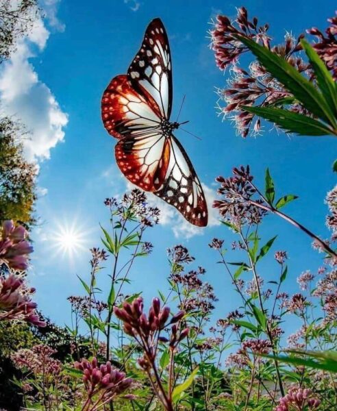 ảnh con bướm đang bay giữa trời nắng