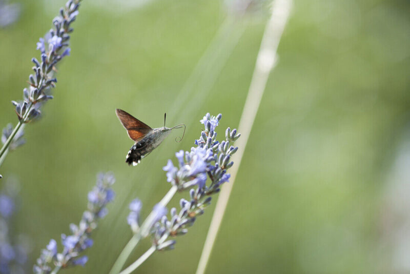 ảnh con bướm đang bay nhẹ nhàng
