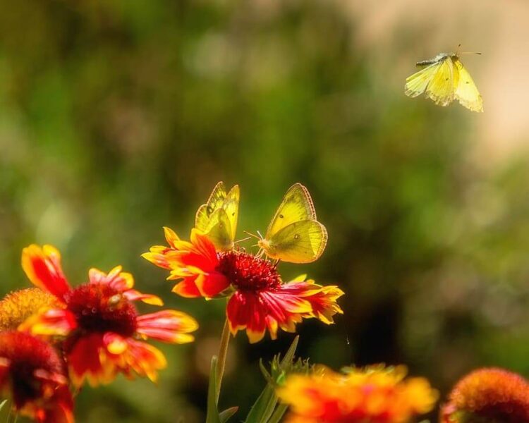 ảnh con bướm đang bay thu hút