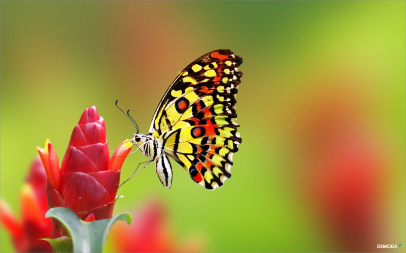 Ảnh con Bướm đẹp