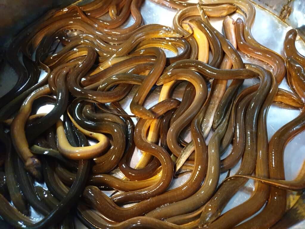 Hình ảnh con lươn đẹp