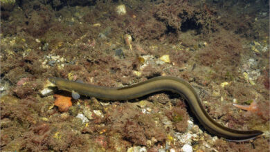 Ảnh con Lươn đẹp