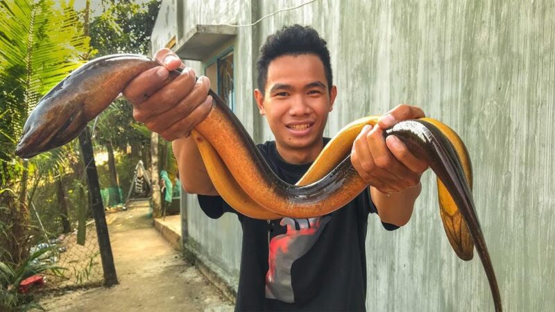 ảnh con lươn đẹp cực to