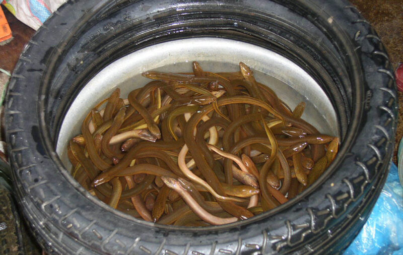 ảnh con lươn đẹp đang bơi