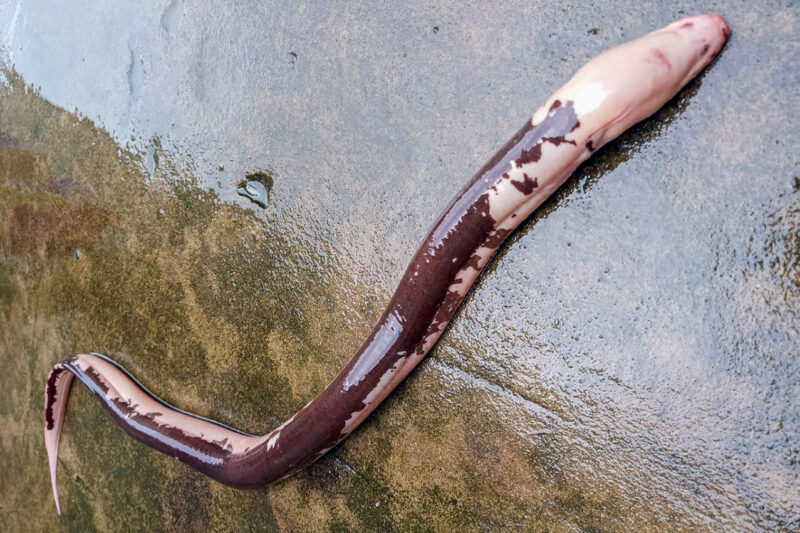 ảnh con lươn đẹp đột biến