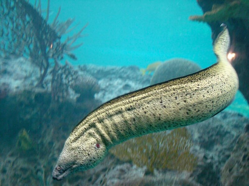 ảnh con lươn đẹp dưới biển