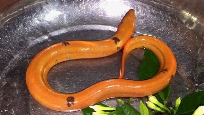 ảnh con lươn đẹp hiếm