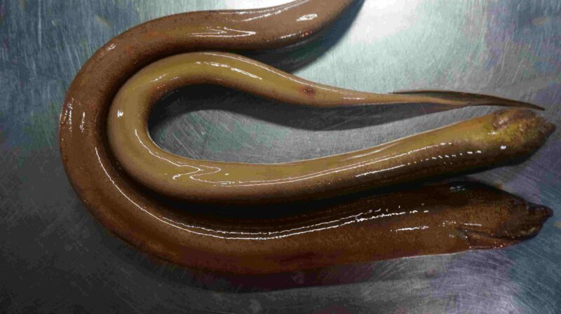 ảnh con lươn đẹp nhất