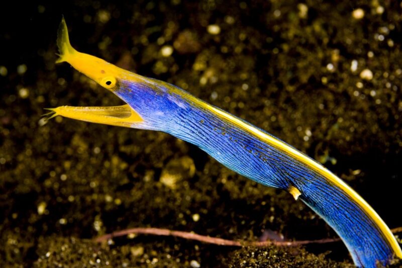 ảnh con lươn đẹp sắc màu