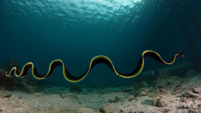 ảnh con lươn đẹp siêu dài dưới đại dương