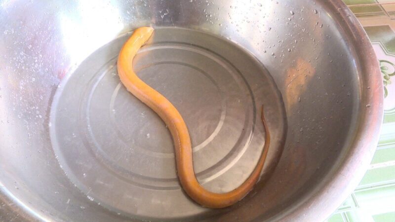 ảnh con lươn đẹp siêu đẹp