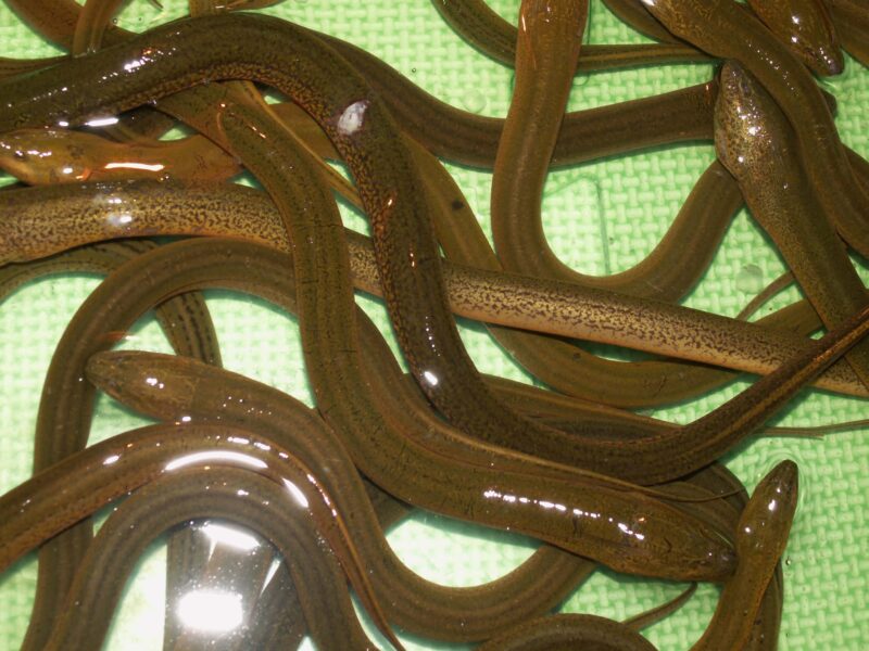 ảnh con lươn đẹp siêu nét