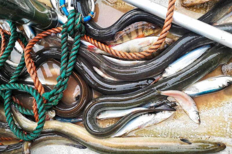 ảnh con lươn đẹp thu hút