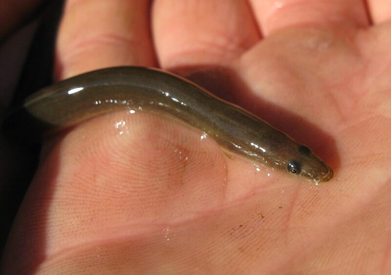 ảnh con lươn đẹp tí hon