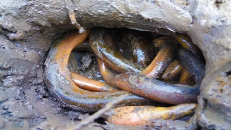 ảnh con lươn đẹp trong hang