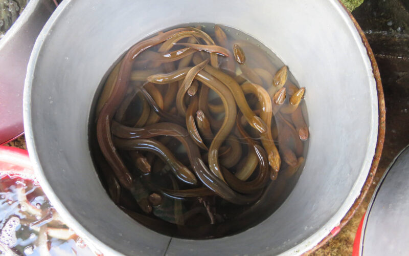 ảnh con lươn đẹp trong nồi