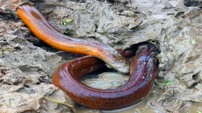 ảnh con lươn đẹp trong thiên nhiên