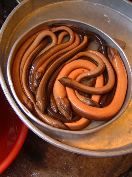 ảnh con lươn đẹp và nét