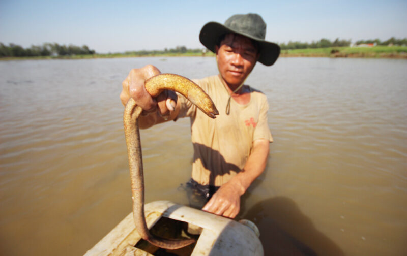 ảnh con lươn đẹp vàng siêu dài