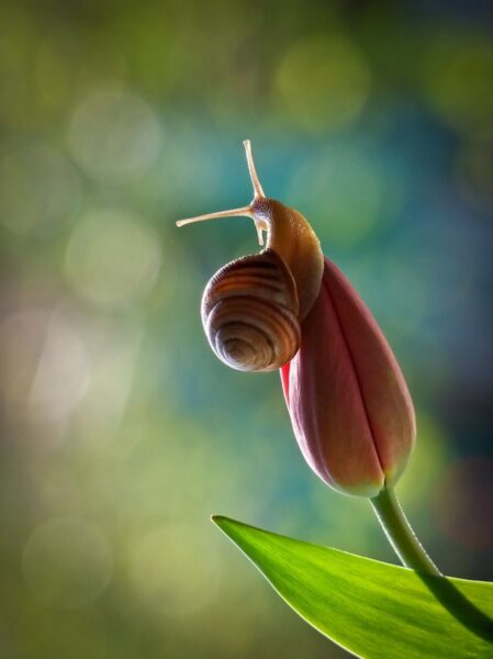ảnh con ốc sên bám trên hoa