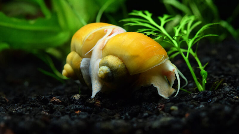 ảnh con ốc sên có màu đẹp nhất thế giới