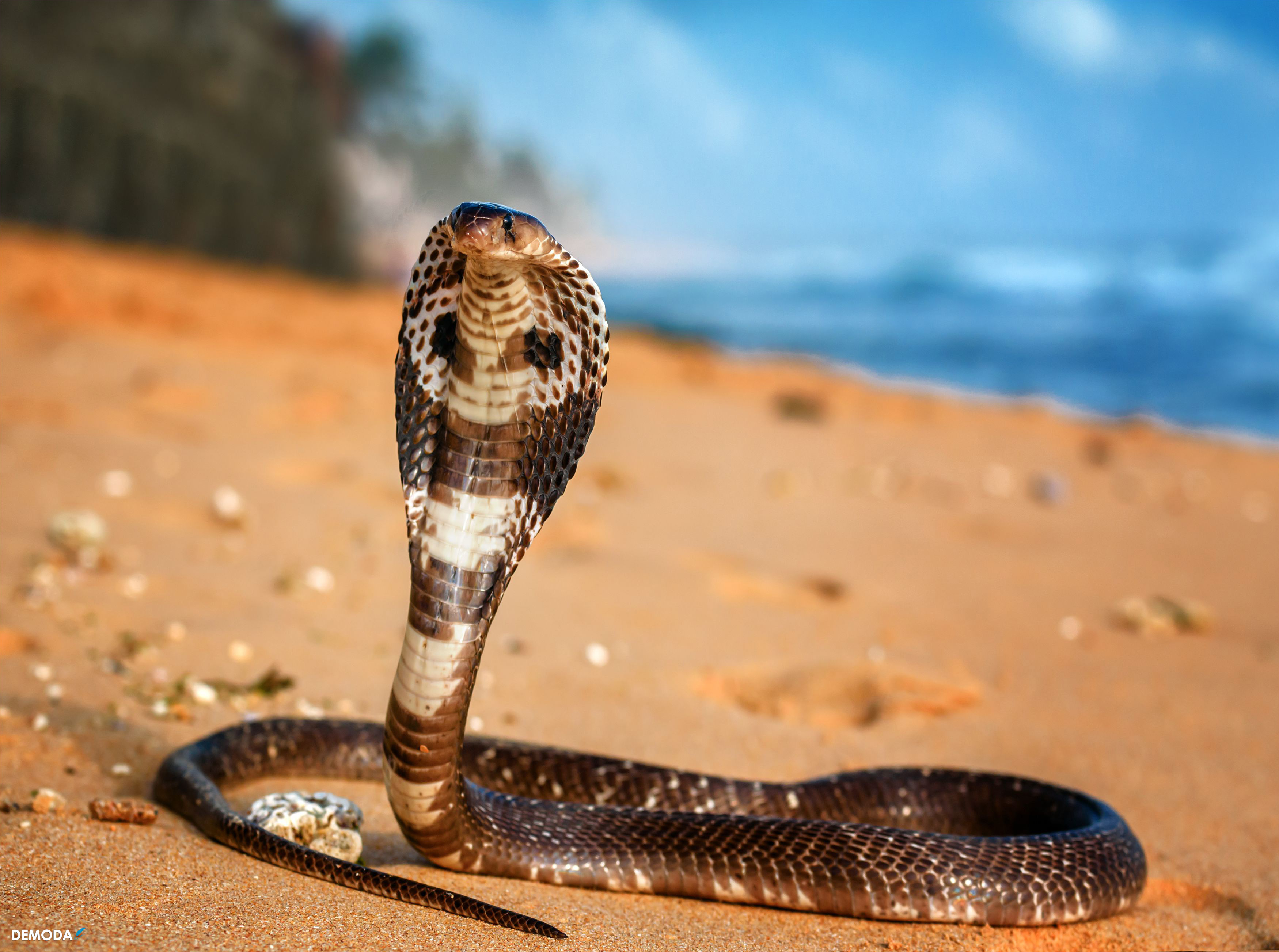 Hình tượng con rắn trong tâm thức dân gian  baotintucvn