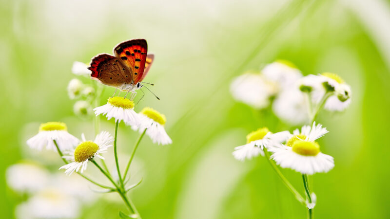 ảnh động vật dễ thương bướm đậu trên hoa