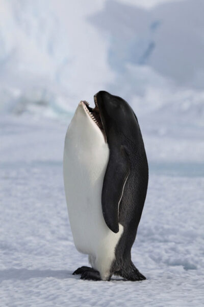süße Tierbilder Pinguin
