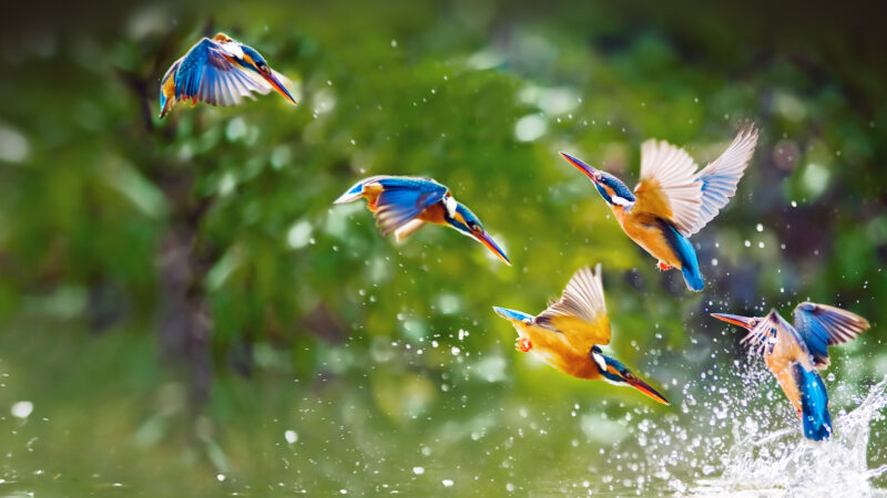 ảnh động vật dễ thương chim gõ kiến bay dưới nước