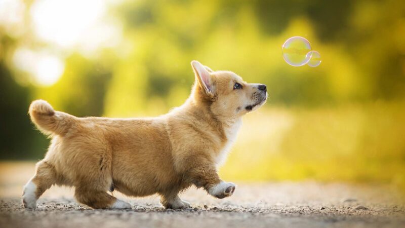 ảnh động vật dễ thương chó chân ngắn chơi bong bóng