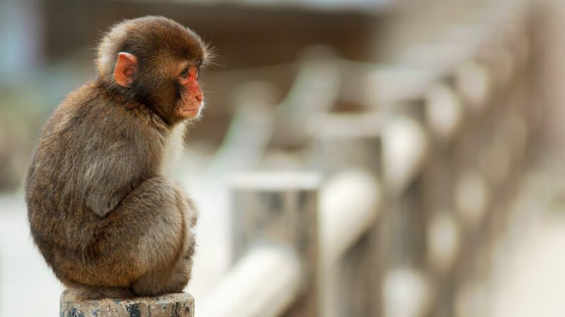 ảnh động vật dễ thương con khỉ đáng yêu