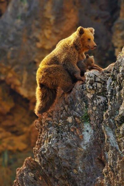 ảnh động vật dễ thương gấu leo núi