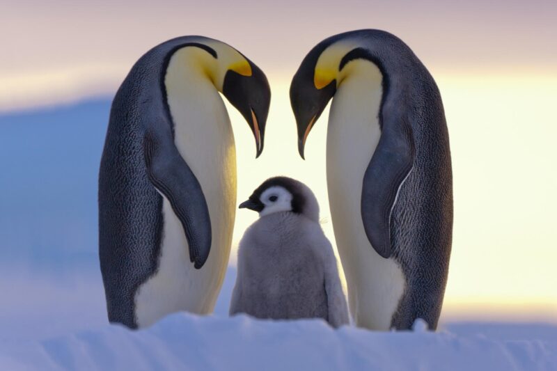 ảnh động vật dễ thương gia đình cánh cụt