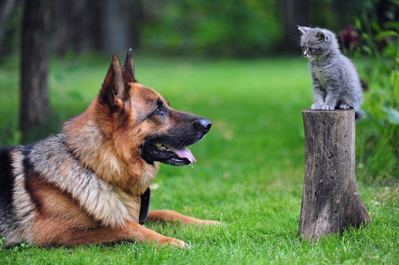 ảnh động vật dễ thương giữa chó và mèo