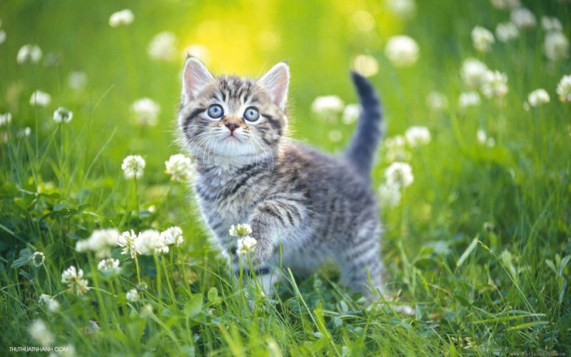 ảnh động vật dễ thương mèo giữa cánh đồng hoa